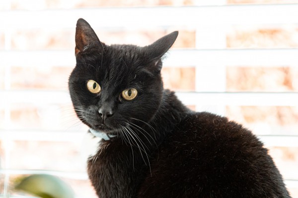 EMDR voor kinderen EMDR voor kinderen